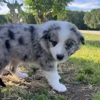 Sofi, a female Border Collie for sale in Bakersfield, CA – Photo 3 of 4