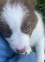 Laika , a female Border Collie for sale in Bakersfield, CA – 4 of 7
