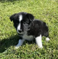Lola, a female Border Collie for sale in Bakersfield, CA – Photo 4 of 4