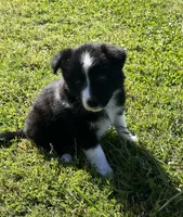 Lola, a female Border Collie for sale in Bakersfield, CA – Photo 2 of 4