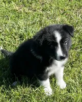 Lola, a female Border Collie for sale in Bakersfield, CA – Photo 3 of 4