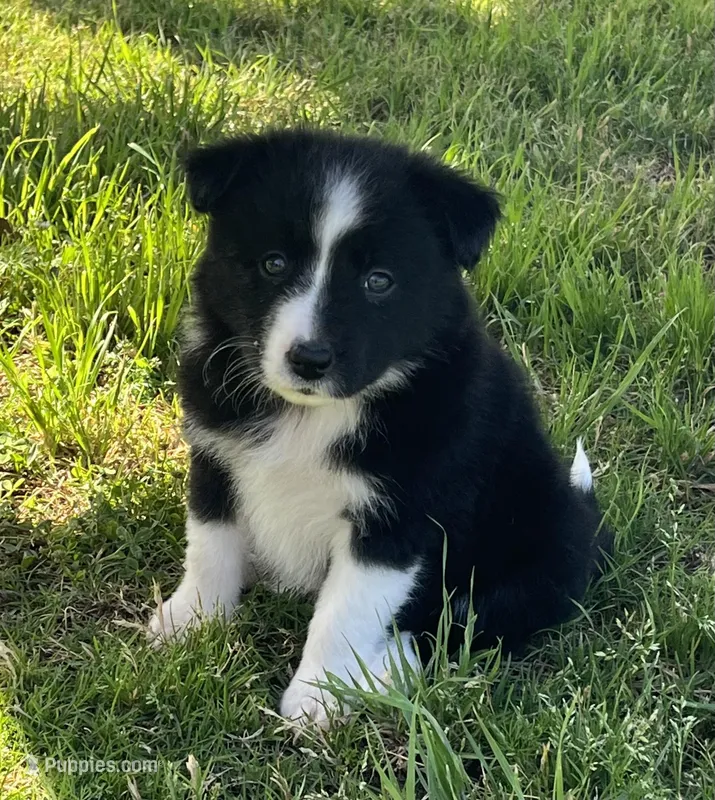 Lola – Border Collie puppy for sale in Bakersfield, CA