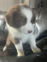 Laika , a female Border Collie for sale in Bakersfield, CA – 1 of 7
