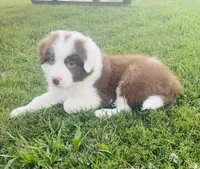 Red, a male Border Collie for sale in Bakersfield, CA – 4 of 5