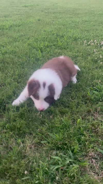 Red, a male Border Collie for sale in Bakersfield, CA – 5 of 5