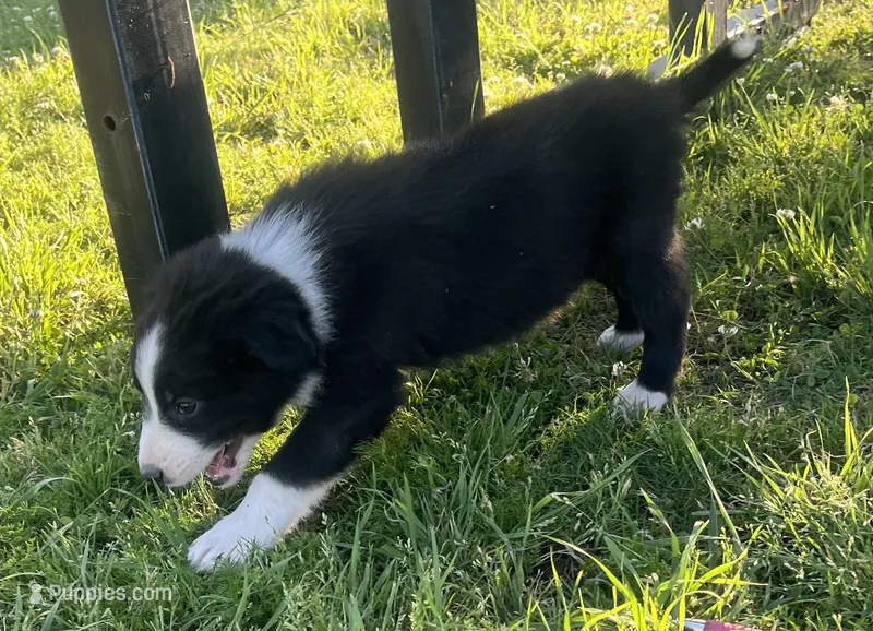 Nico – Border Collie puppy for sale in Bakersfield, CA