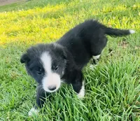 Nico, a male Border Collie for sale in Bakersfield, CA – Photo 5 of 5