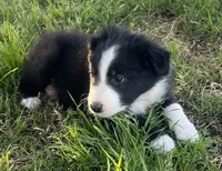 Nico, a male Border Collie for sale in Bakersfield, CA – Photo 1 of 5