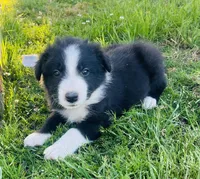 Nico, a male Border Collie for sale in Bakersfield, CA – Photo 3 of 5