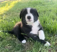 Nico, a male Border Collie for sale in Bakersfield, CA – Photo 4 of 5