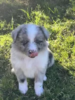 Blue , a male Border Collie for sale in Bakersfield, CA – Photo 5 of 7