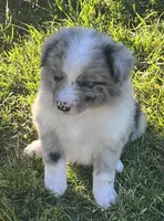 Blue , a male Border Collie for sale in Bakersfield, CA – Photo 4 of 7