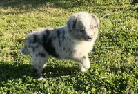 Blue , a male Border Collie for sale in Bakersfield, CA – Photo 3 of 7