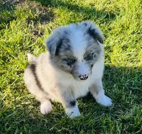 Blue , a male Border Collie for sale in Bakersfield, CA – Photo 6 of 7