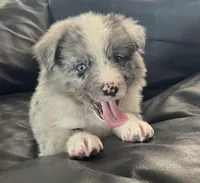 Blue , a male Border Collie for sale in Bakersfield, CA – Photo 2 of 7