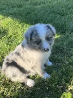 Blue , a male Border Collie for sale in Bakersfield, CA – Photo 7 of 7