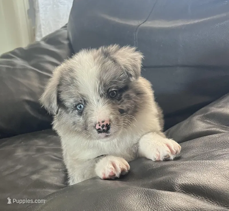 Blue , a male Border Collie for sale in Bakersfield, CA – Photo 1 of 7