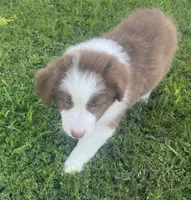 Laika , a female Border Collie for sale in Bakersfield, CA – 7 of 7