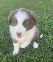 Laika , a female Border Collie for sale in Bakersfield, CA – 3 of 7