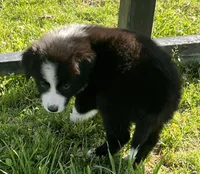 Luna, a female Border Collie for sale in Bakersfield, CA – Photo 4 of 4