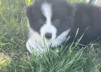 Luna, a female Border Collie for sale in Bakersfield, CA – Photo 3 of 4