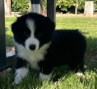 Luna, a female Border Collie for sale in Bakersfield, CA – Photo 2 of 4