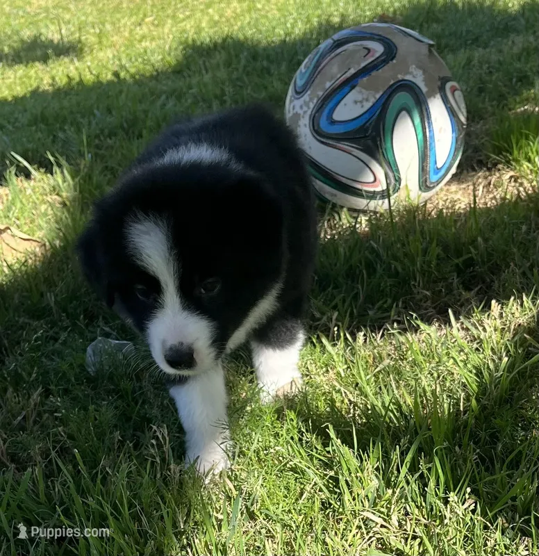 Luna – Border Collie puppy for sale in Bakersfield, CA
