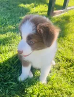 Laika , a female Border Collie for sale in Bakersfield, CA – 6 of 7