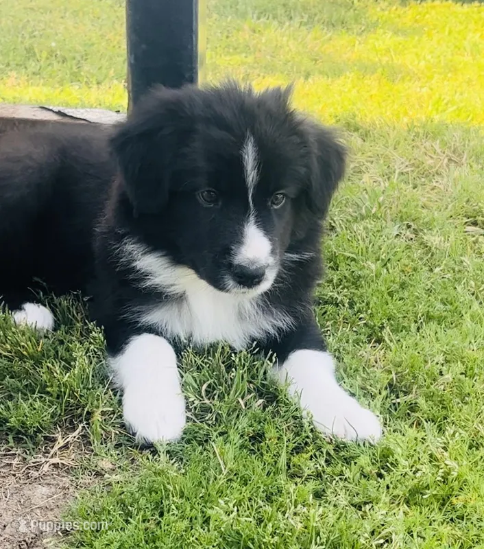 Zambo  – Border Collie puppy for sale in Bakersfield, CA