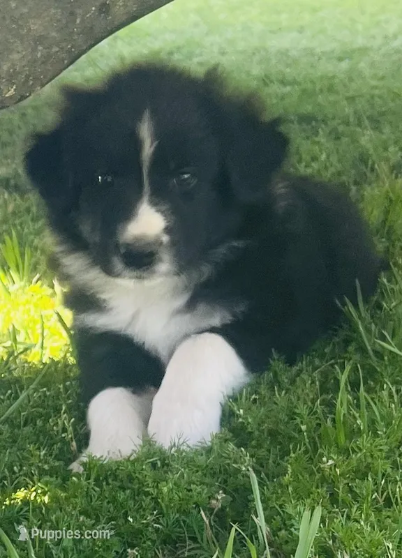 Zambo  – Border Collie puppy for sale in Bakersfield, CA