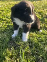 Zambo , a male Border Collie for sale in Bakersfield, CA – Photo 6 of 6