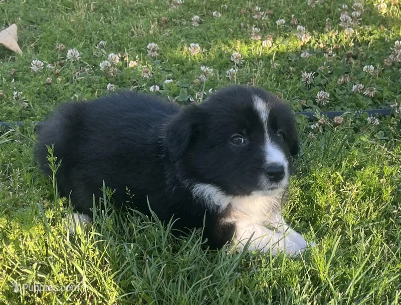 Zambo  – Border Collie puppy for sale in Bakersfield, CA