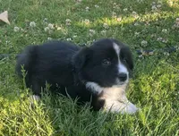 Zambo , a male Border Collie for sale in Bakersfield, CA – Photo 1 of 6