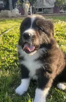 Zambo , a male Border Collie for sale in Bakersfield, CA – Photo 3 of 6