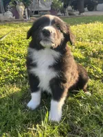 Zambo , a male Border Collie for sale in Bakersfield, CA – Photo 5 of 6