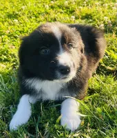 Zambo , a male Border Collie for sale in Bakersfield, CA – Photo 2 of 6