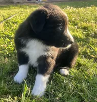 Zambo , a male Border Collie for sale in Bakersfield, CA – Photo 4 of 6