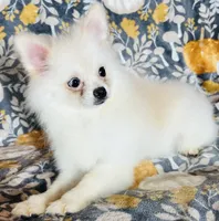 Myth, a male Pomeranian for sale in Menifee, CA – 4 of 4