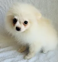 Myth, a male Pomeranian for sale in Menifee, CA – 3 of 3