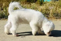 Chowder, a male Bichon Frise for sale in Menifee, CA – Photo 3 of 8