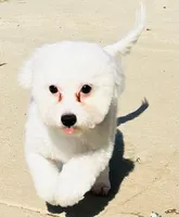 Chowder, a male Bichon Frise for sale in Menifee, CA – Photo 2 of 8