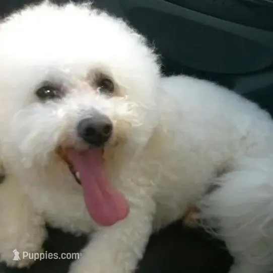 Chowder, a male Bichon Frise for sale in Menifee, CA – Photo 4 of 4