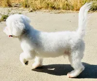 Chowder, a male Bichon Frise for sale in Menifee, CA – Photo 4 of 8