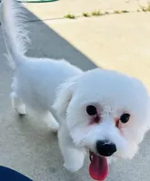 Chowder, a male Bichon Frise for sale in Menifee, CA – Photo 6 of 8