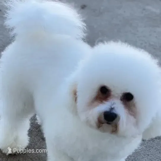 Chowder, a male Bichon Frise for sale in Menifee, CA – Photo 3 of 4