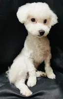 Chowder, a male Bichon Frise for sale in Menifee, CA – Photo 2 of 4