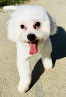 Chowder, a male Bichon Frise for sale in Menifee, CA – Photo 5 of 8