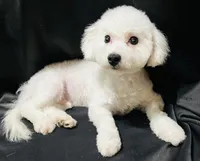 Chowder, a male Bichon Frise for sale in Menifee, CA – Photo 1 of 4