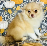 Pandora , a female Pomeranian for sale in Menifee, CA – 4 of 4