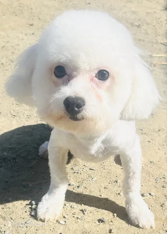 Chowder – Bichon Frise puppy for sale in Menifee, CA